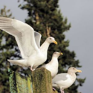 3_gulls