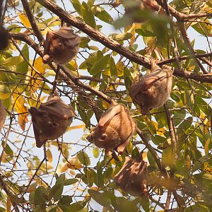 Epauletted Fruit Bats