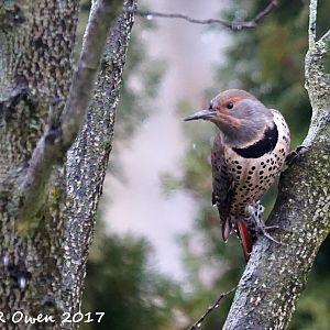 Female Northern Flicker, Red-shafted, (Colaptes auratus cafer)