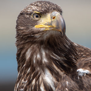 Seabeck Eagle