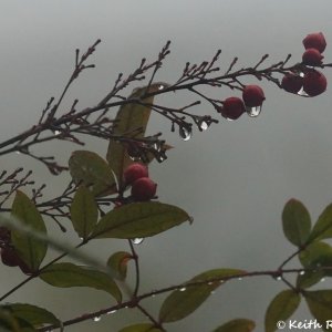 Berries and Raindrops