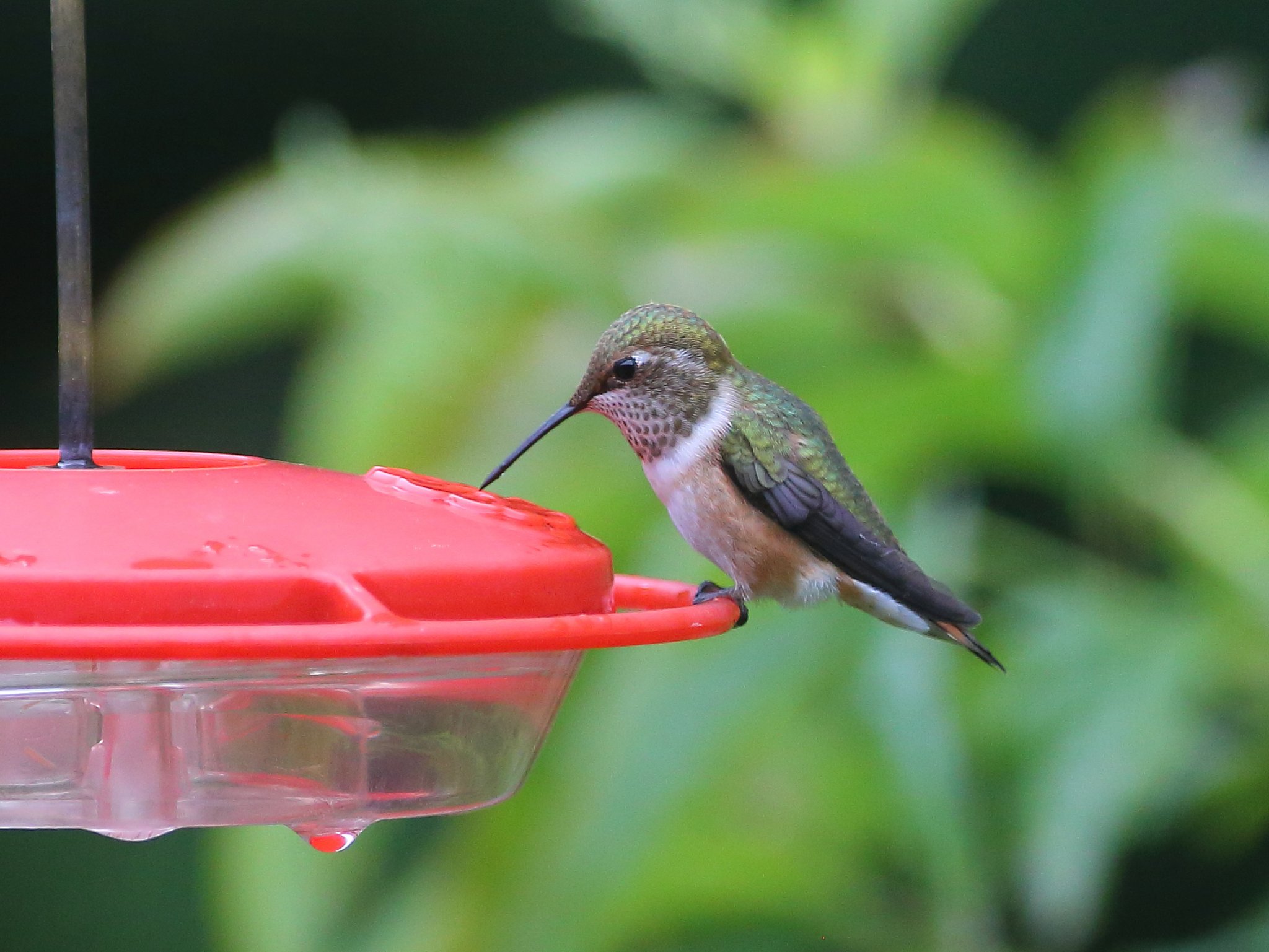 06-20-2020 f rufous_0951.JPG