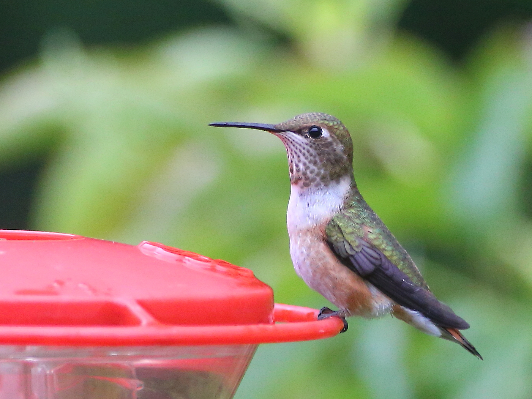 06-20-2020 f rufous_0955.JPG