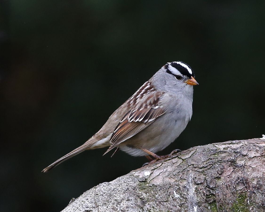 4-21-2020 white-crowned sparrow_0782.JPG