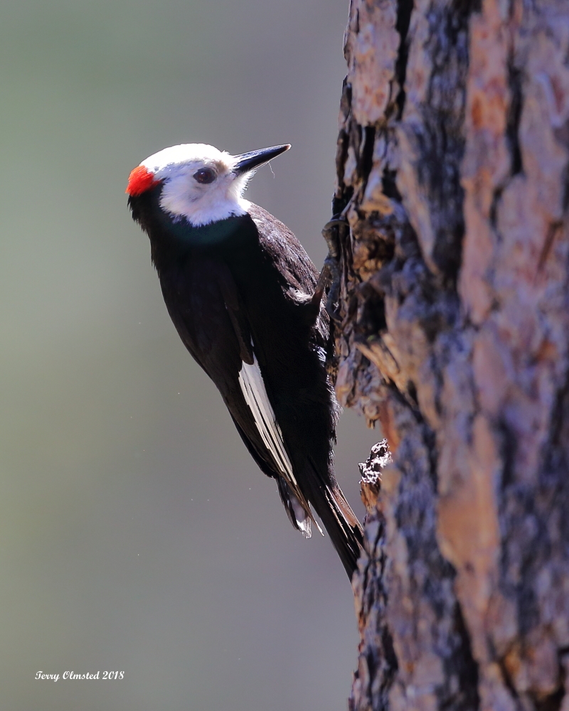 5-27-2018 white-headed woodpecker plain _6424.JPG