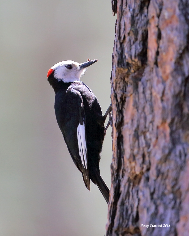 5-28-2018 m white-headed woodpecker_6430.JPG