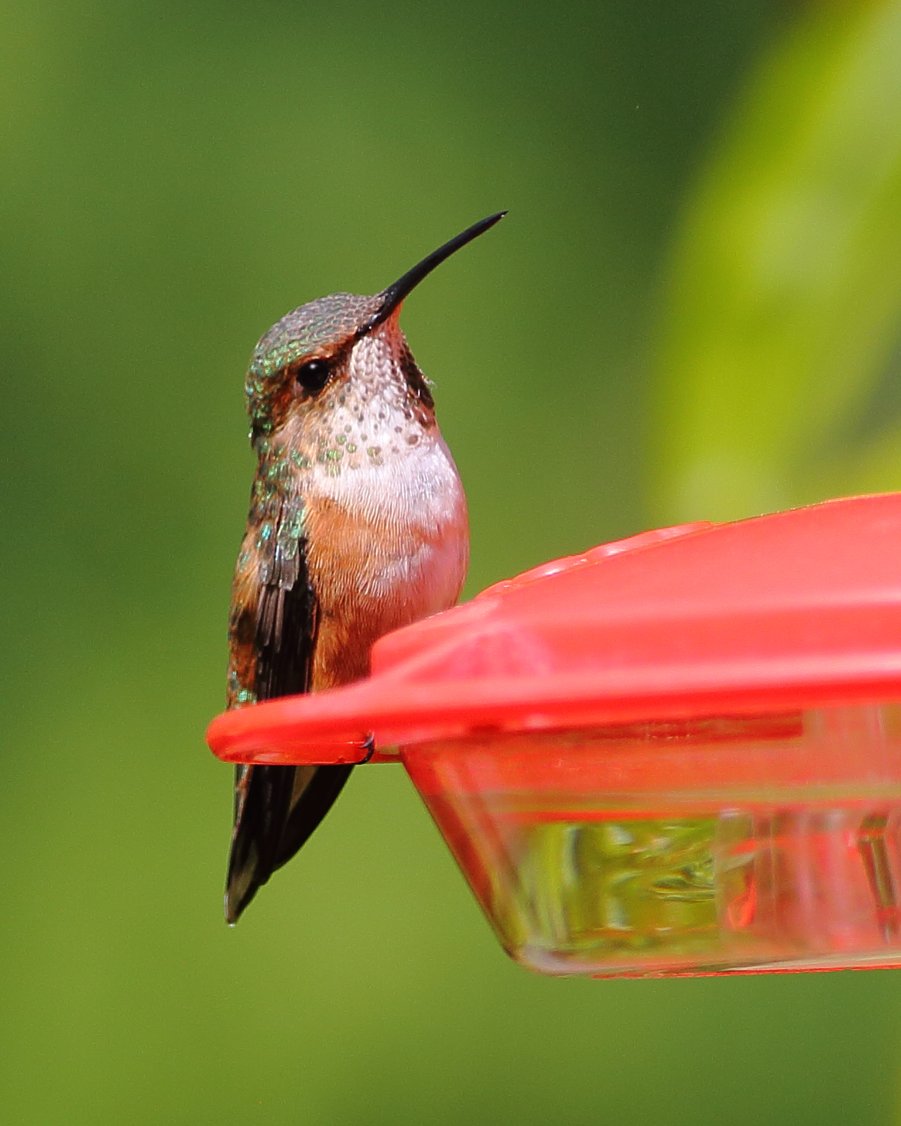 6-16-2020 f rufous hummingbird_0935.JPG