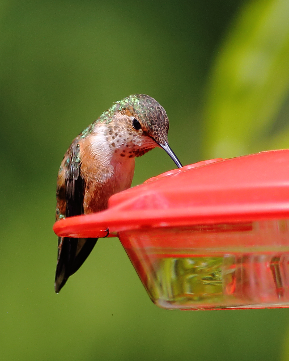 6-16-2020 f rufous hummingbird_0936.JPG