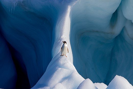 Adelie_Penguin_on_an_Iceberg__1_.jpg