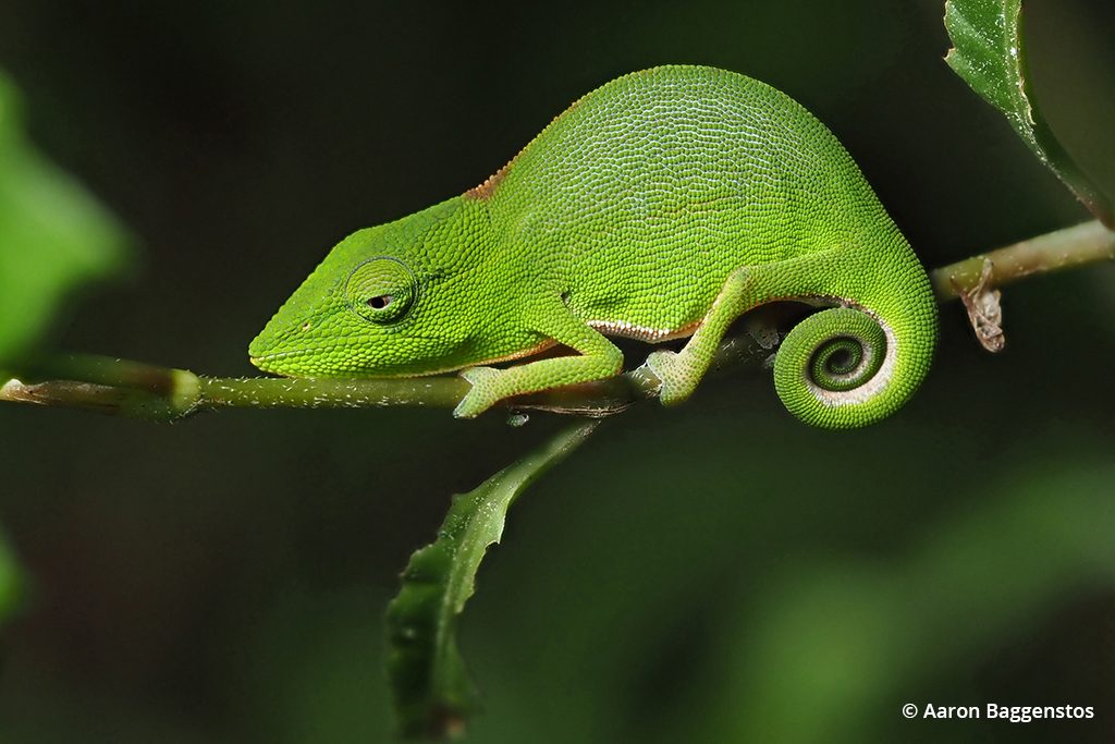 baggenstos-chameleon.jpg