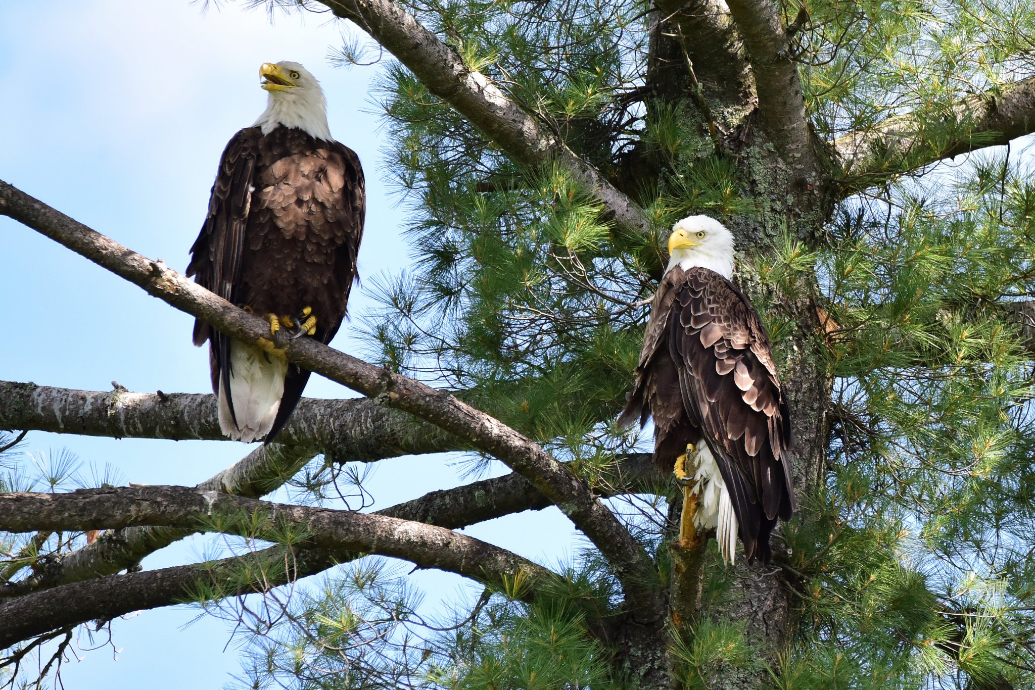 Bald Eagles 2nd Crow Wing_2_062421.JPG