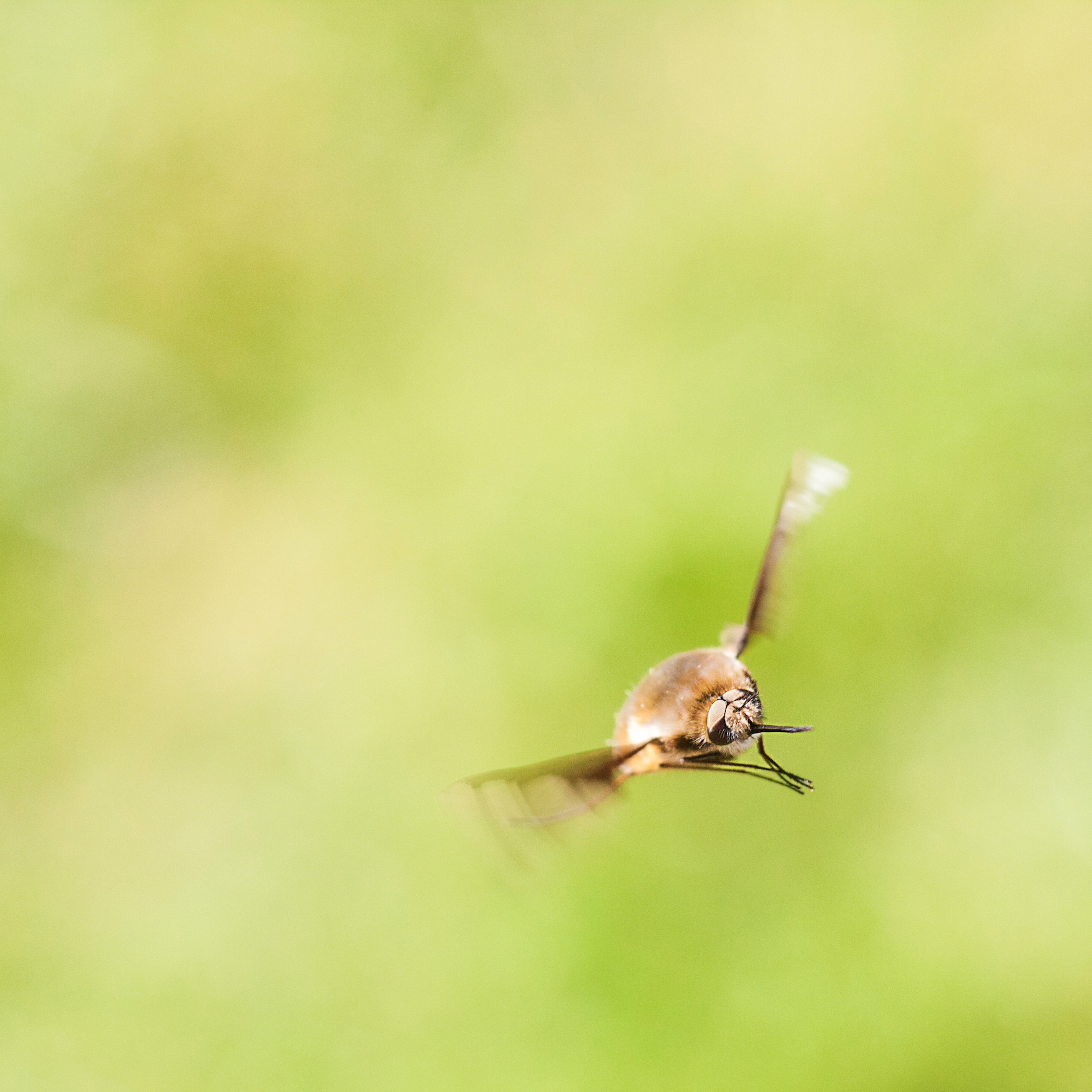 Bee-Fly-in-Flight.jpg
