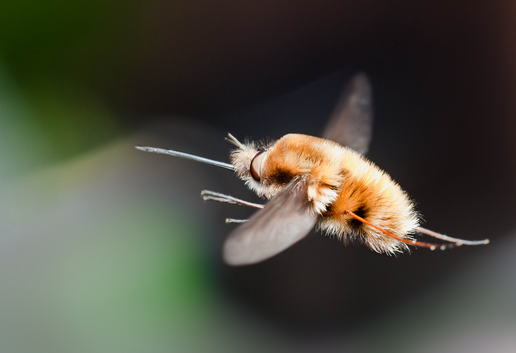 Bee-fly.jpg