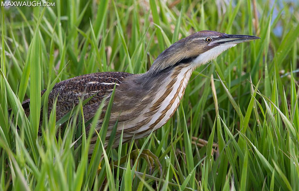 bitternamerican0517idaho14.jpg