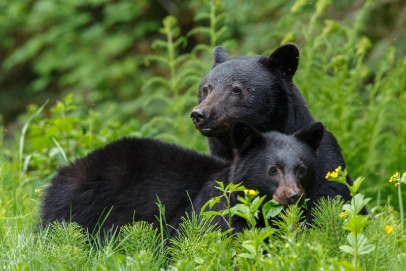 black-bears-824x550.jpg