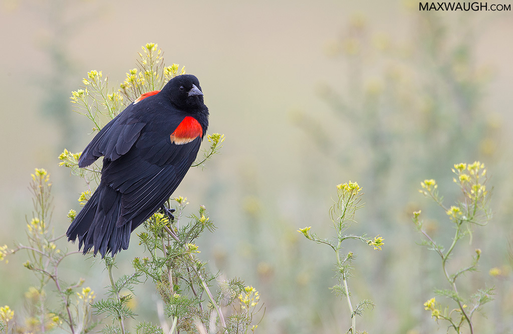 blackbirdredwinged0517idaho5.jpg