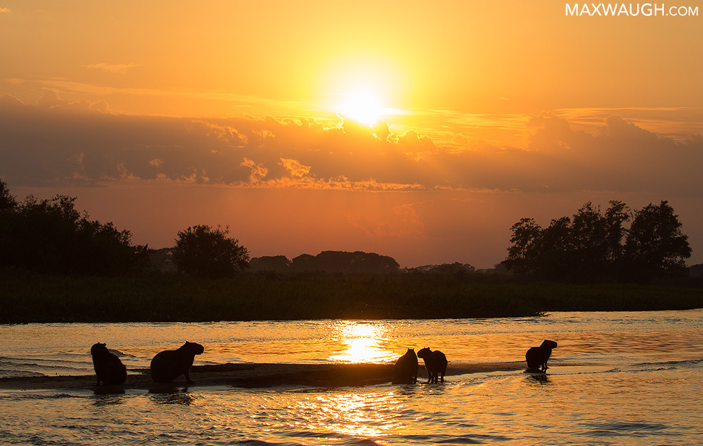 capybara0818brazil96.jpg