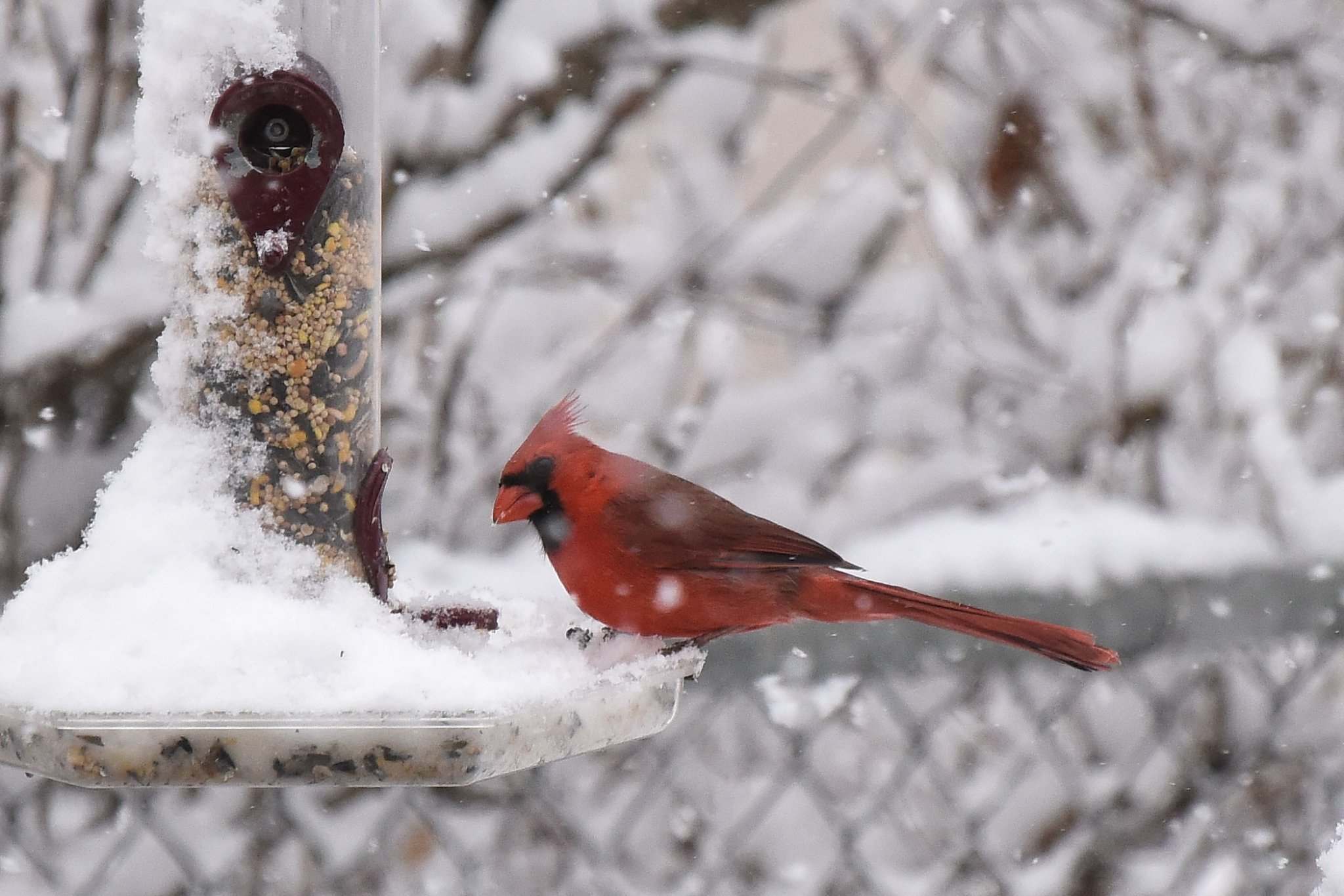 Cardinal in Snow_3_041620.JPG