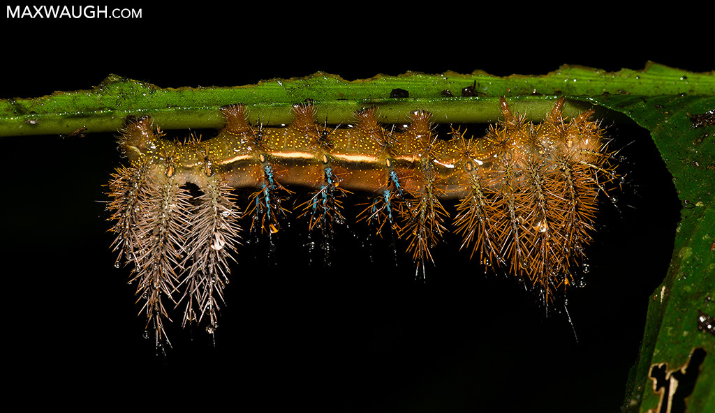 caterpillar0319cr4.jpg