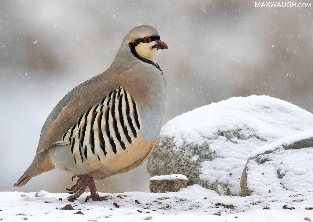 chukar0215india4.jpg