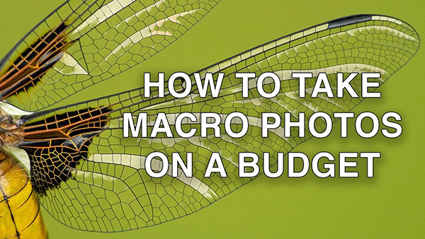 How-to-Take-Macro-Photos-on-Budget_0.jpg