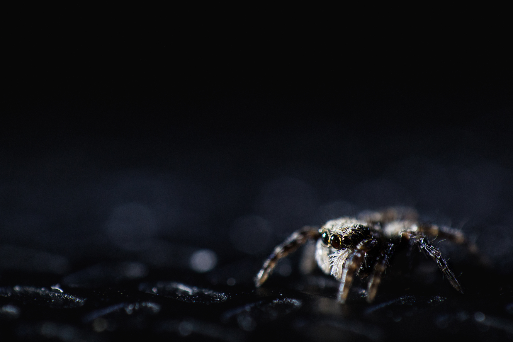 Jumping-Spider-Extreme.jpg