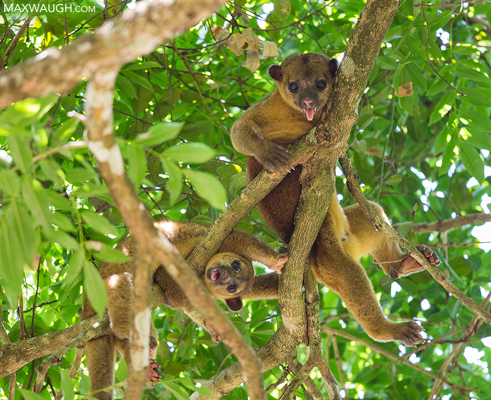 kinkajou0316cr7.jpg