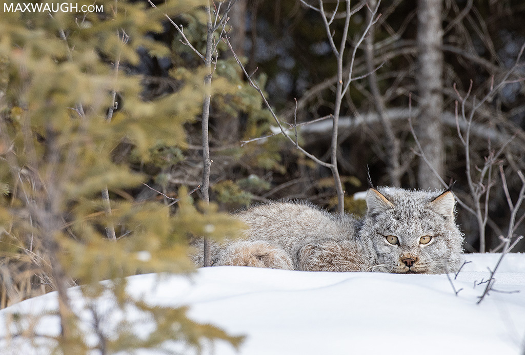 lynxcanada0220manitoba7.jpg