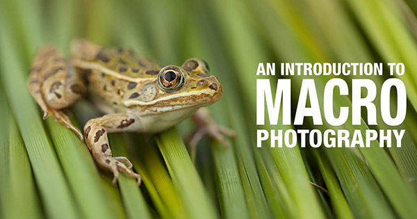 Macro-Photography-Introduction_0.jpg