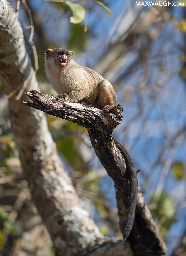 marmosetblacktailed0718brazil23.jpg