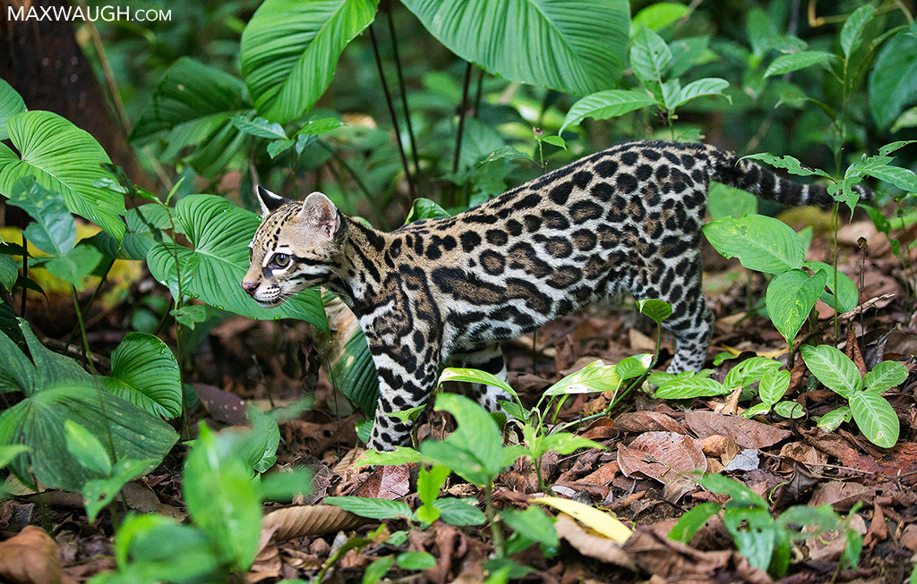 ocelot0316cr62.jpg