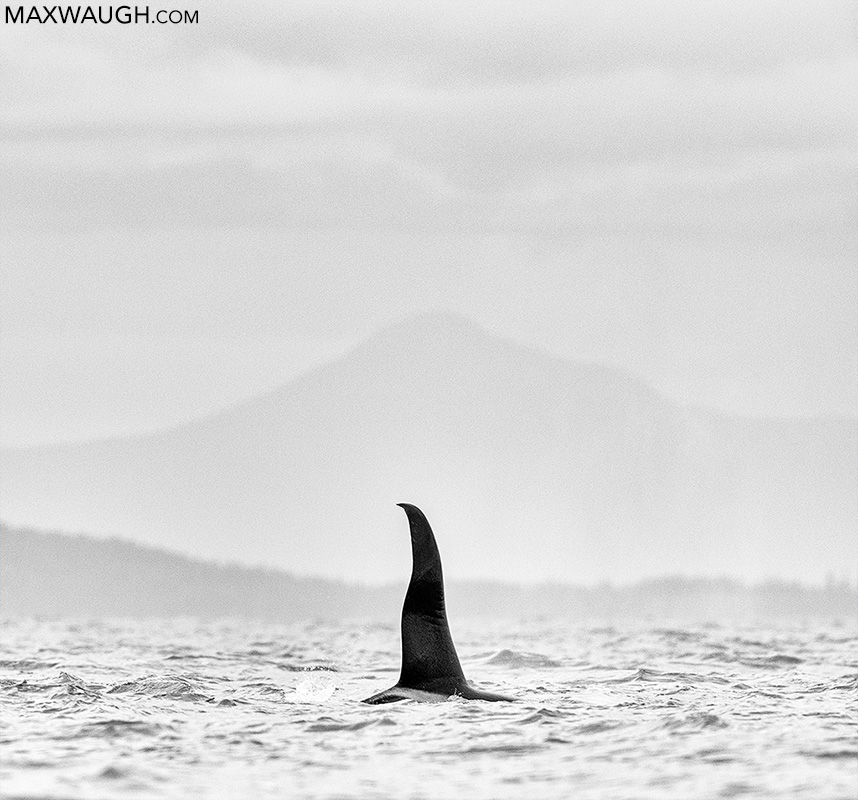 orca0618sanjuans26.jpg