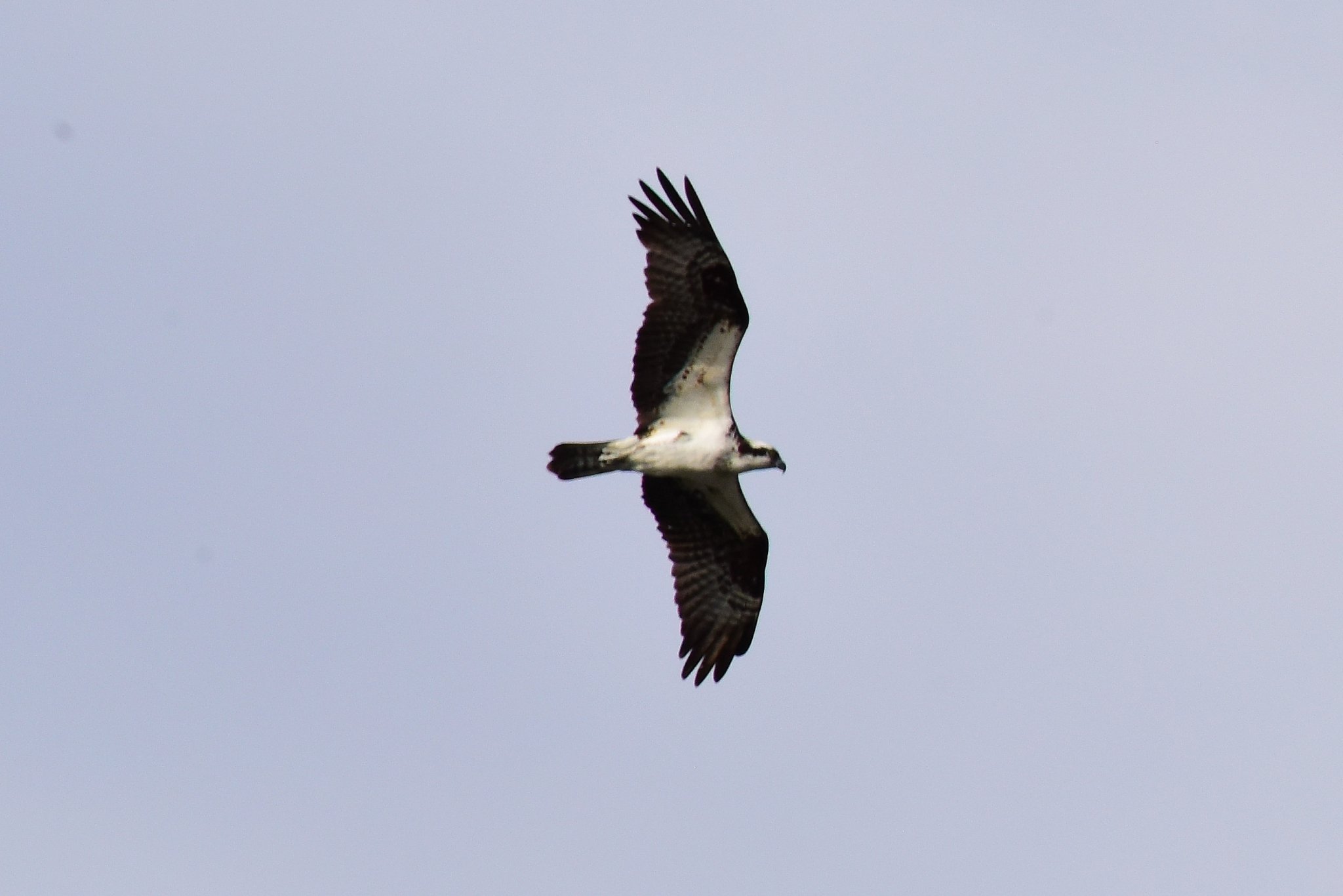 Osprey Crow Wing_2_062321.JPG