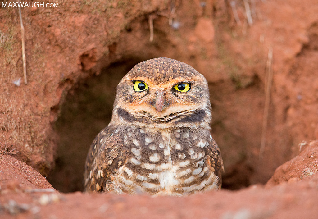 owlburrowing0817brazil36.jpg