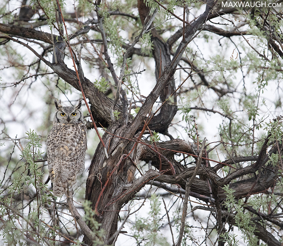 owlgreathorned0518idaho15.jpg