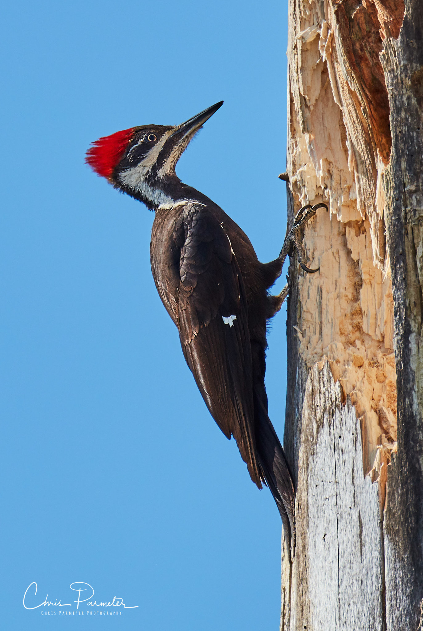 Pileated woodpecker.jpg