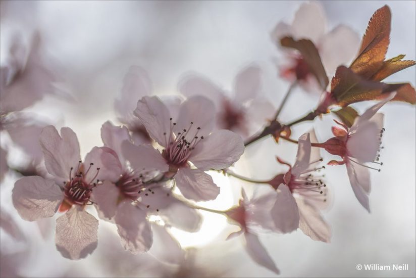 plum-blossoms-2013-824x550.jpg