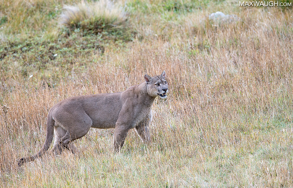 puma0517patagonia298.jpg