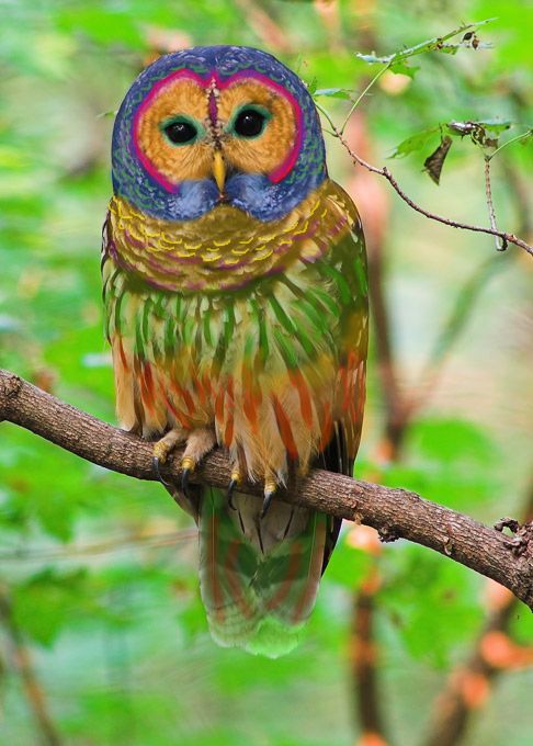 rainbow_owl.jpg