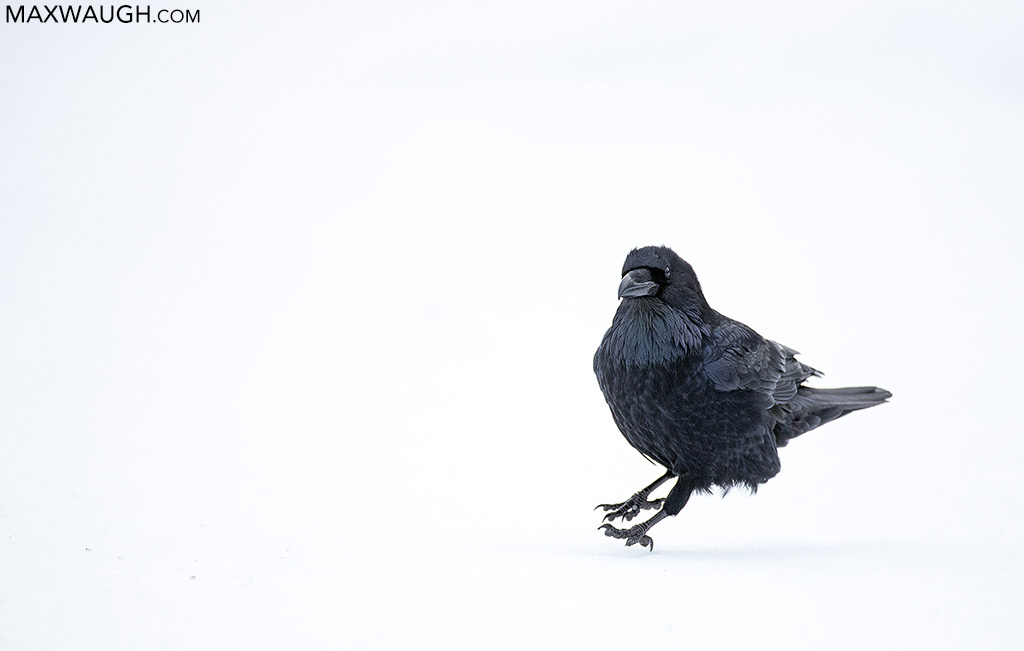 ravencommon0120ys16.jpg