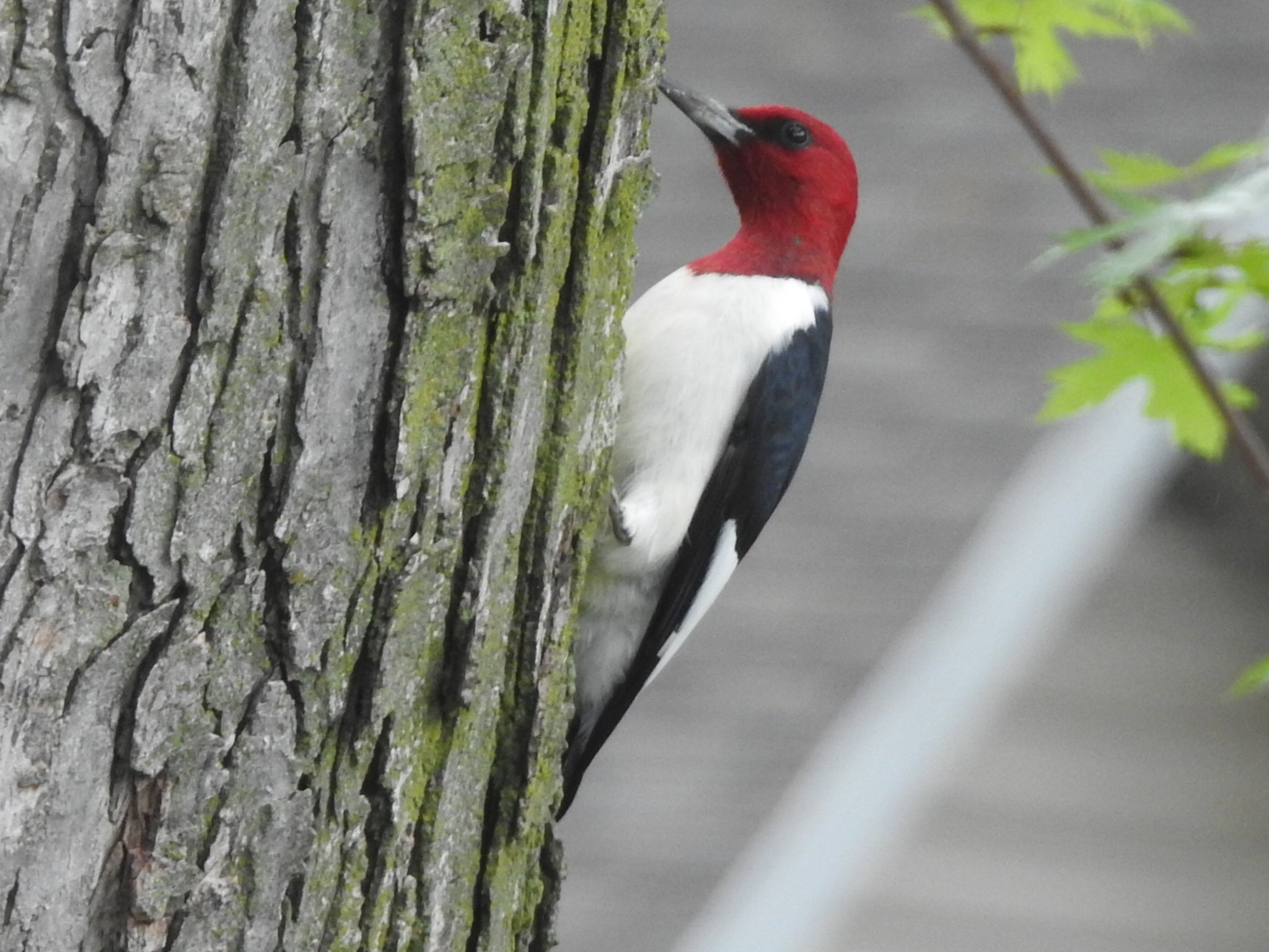 Red Headed Woodpecker_051721.JPG