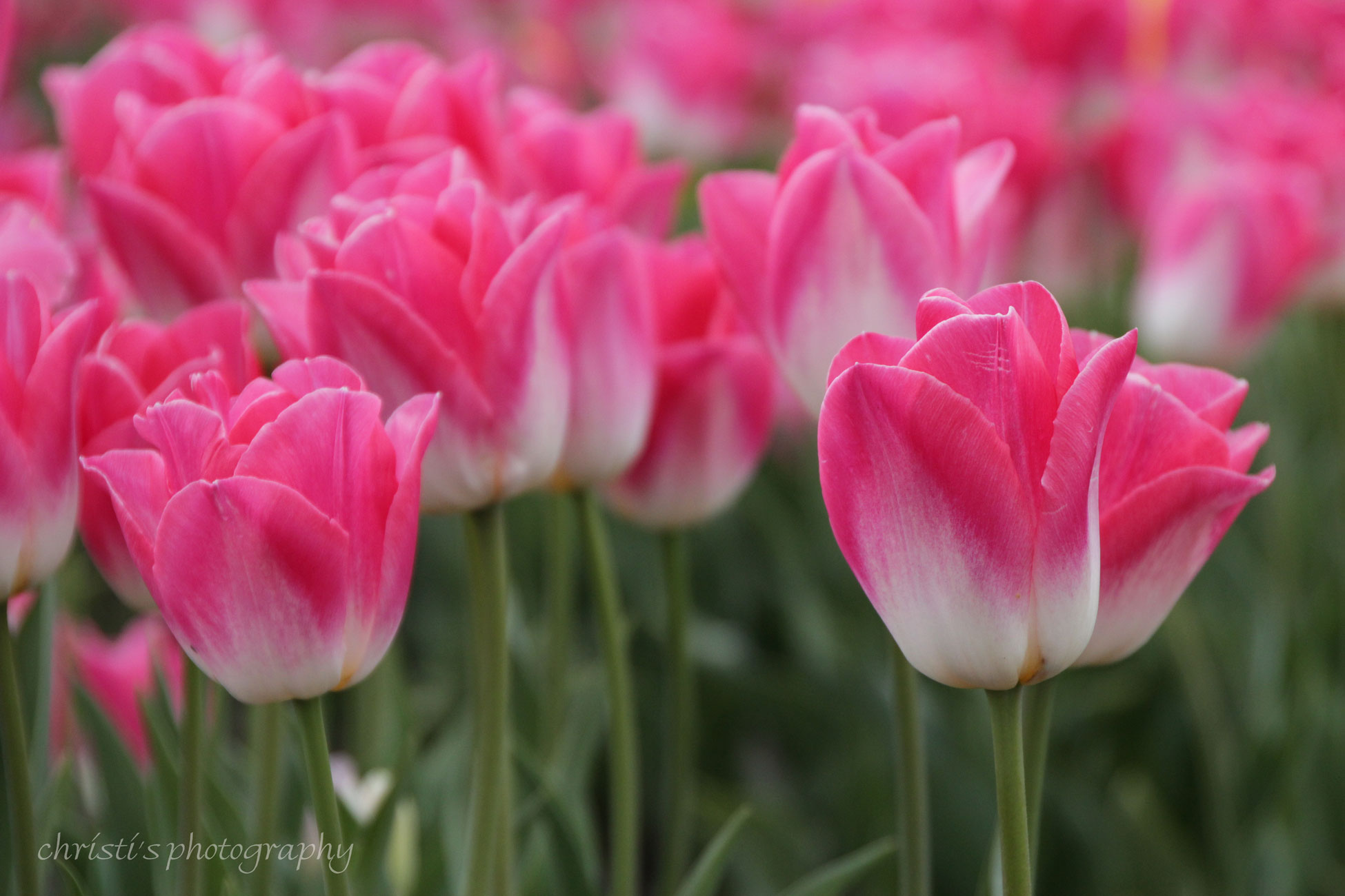 scalloped-edged-pink-tulips.jpg