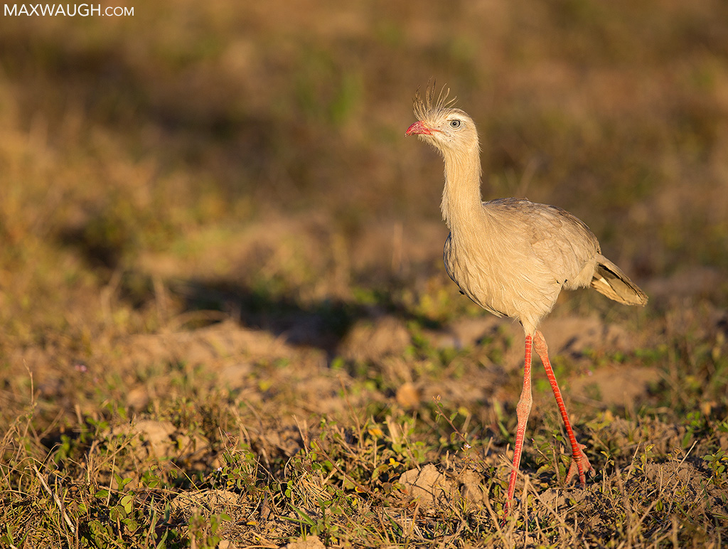 seriemaredlegged0717brazil10.jpg