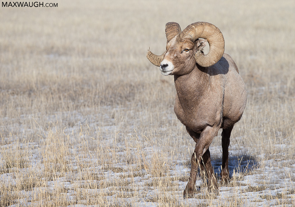 sheepbighorn0118ys23.jpg