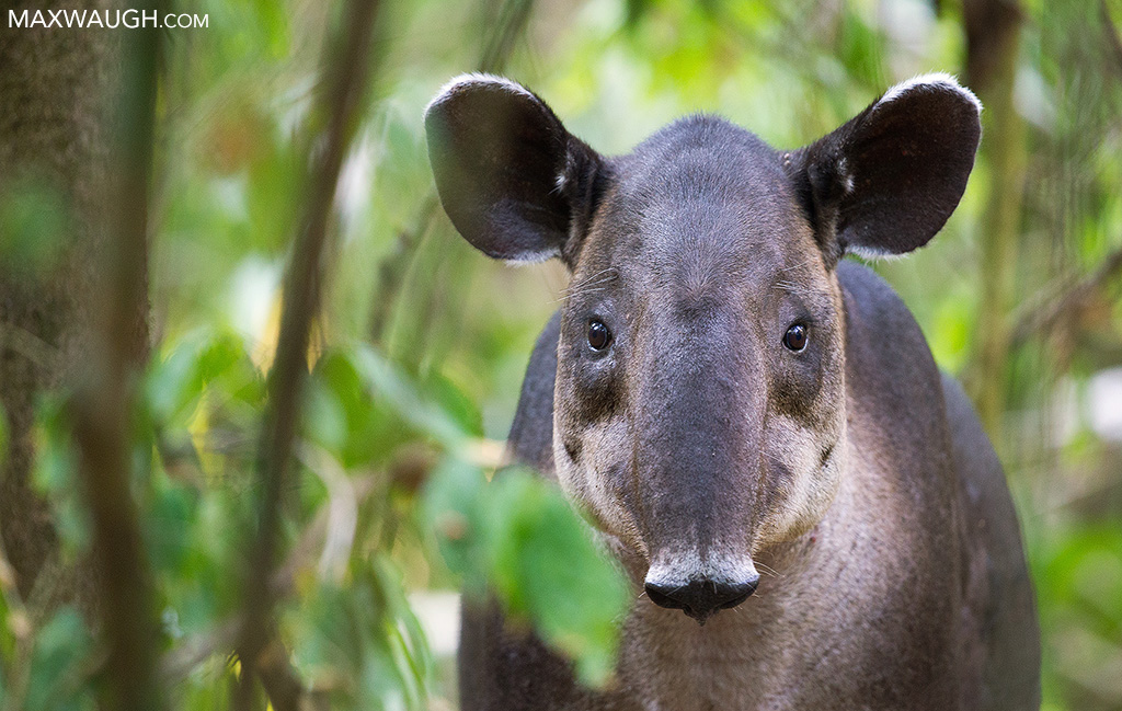 tapirbairds0316cr23.jpg