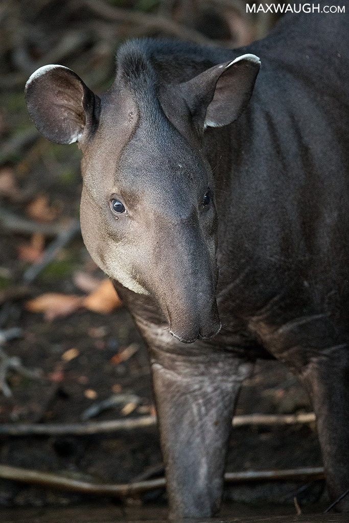 tapirsouthamerican0718brazil20.jpg