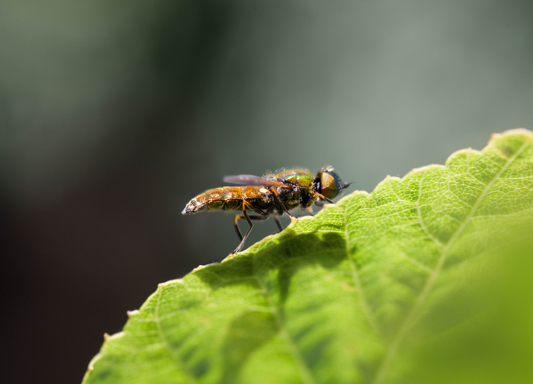 The-Colourful-Hoverfly.jpg