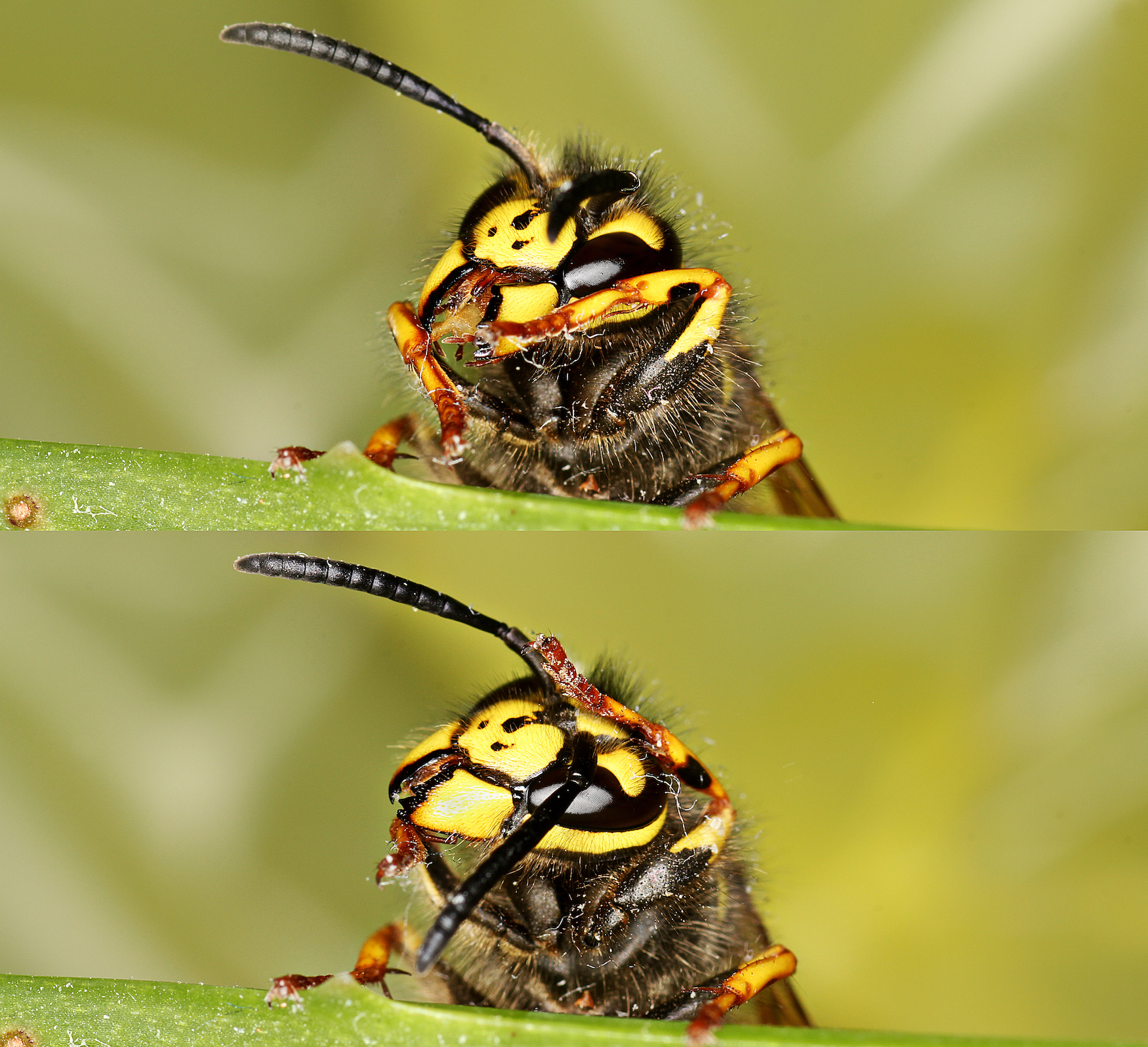 Wasp-Diptych.jpg