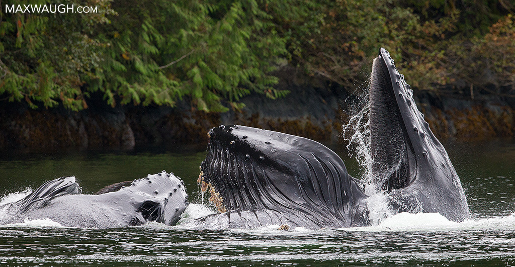 whalehumpback0916greatbear16.jpg