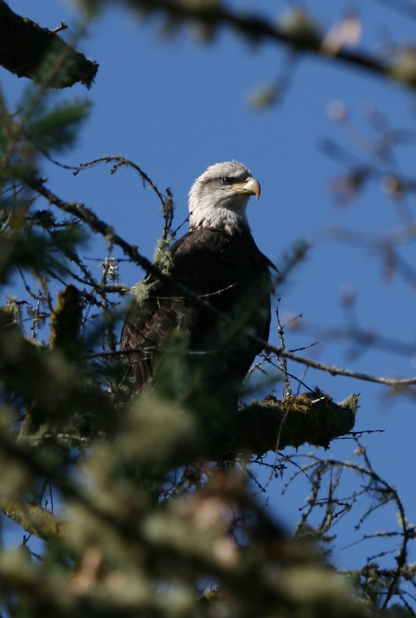 A Eagle Overlooks the Cowlitz Valley
